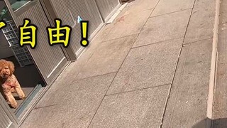 The delivery boy seduced the merchant’s dog and ran away! ! !