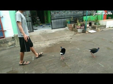 INI DIA CARA MASUKIN BURUNG MANDAR BIRU KE DALAM KANDANG SELEPAS DI LIARKAN