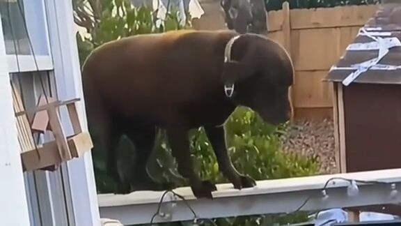 Funny Dog Core🤣🤣