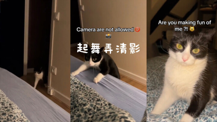 قطتي الجاسوسة في المنزل