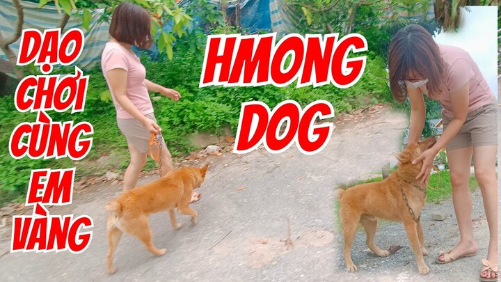 Chuyến dạo chơi cùng em vàng | chó Hmông cộc đuôi| chó bản mông|