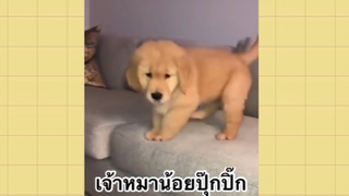 เพื่อนตัวน้อย สัตว์เลี้ยงแสนซน : เจ้าหมาน้อยตัวปุ๊กปิ๊ก