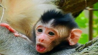 Unknown Baby Sad, Update Newborn Baby Monkey HUNGRY, Monkey Doesn't Know Her Baby Hungry Like This