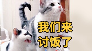 笑岔气的猫咪咬手训练过程，猫咪被主人骗得一脸懵