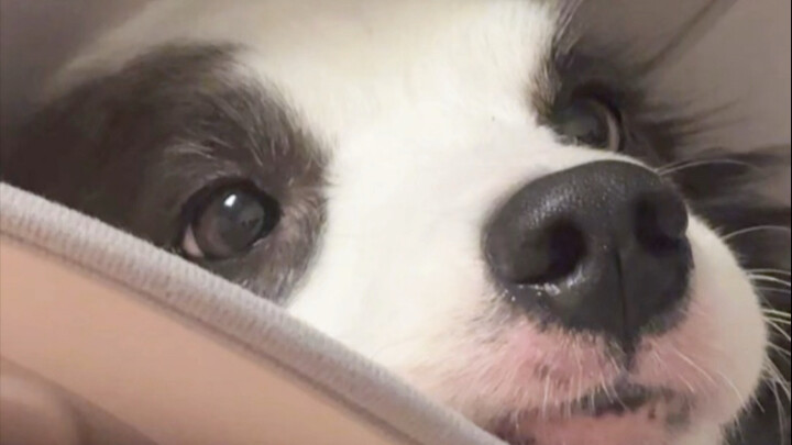 Border Collie tidak salah, Border Collie hanya akan menyalahkan Anda