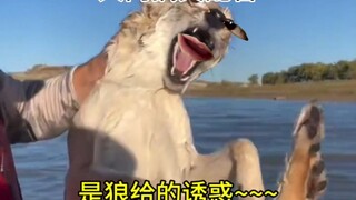 是狼给的诱惑~~~