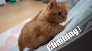 Animals|Cat Climbing the Wall