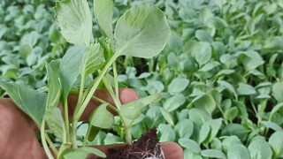 #菲律宾蔬菜种植育苗 長大就是一個問你開不開心的人越來越少的過程。讓我們不開心的人越來越多⋯ 漫漫長路快要走過