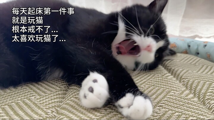 The cat’s deliberate teasing