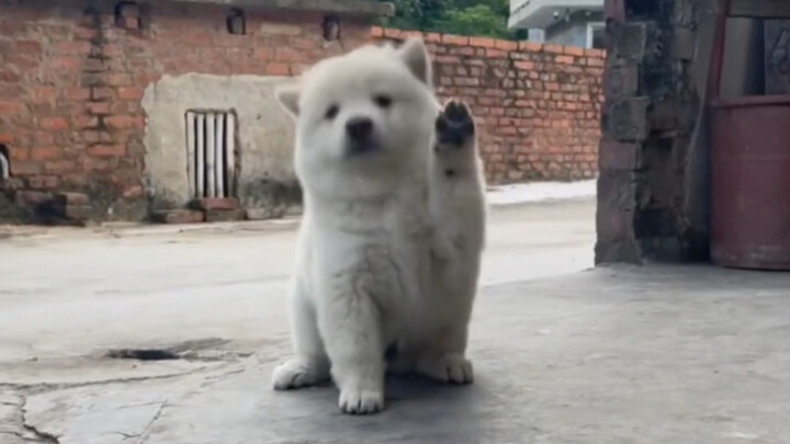 สิ่งแรกที่ทำเมื่อกลับถึงบ้านก็คือเล่นกับน้องหมา