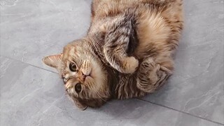 为了要饭，猫咪沦落成麻花