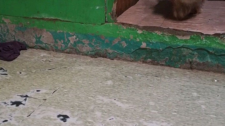 gogogo Milay #doglovers