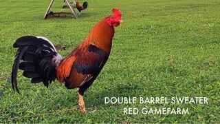 DOUBLE BARREL SWEATER RED GAMEFARM