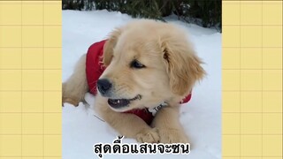 เพื่อนตัวน้อยแสนซน : สุดดื้อแสนจะซน