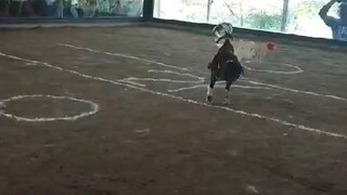 nilaban habang nag lulugun(kulang kulang balahibo sa pakpak at wala rin buntut)