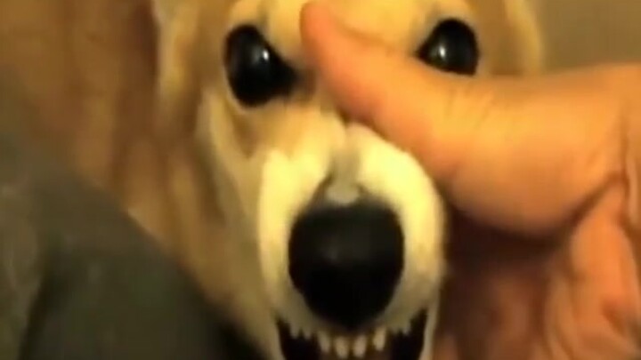 ตอนที่น้องหมาโกรธห้ามไปจับปากของน้องเด็ดขาด!