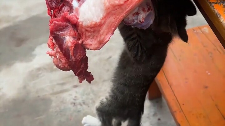 The cat pouncing on its prey is so cute!