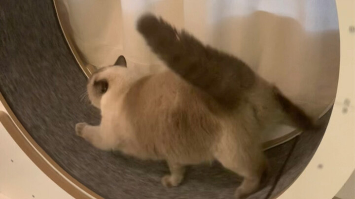 Dành hai ngày để dạy mèo con chạy bộ! Thế mà nó lại…