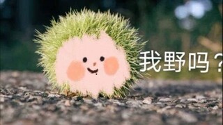 【肖战】太野了，我顶不住了