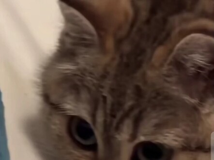 Thích con mèo này quá đi!