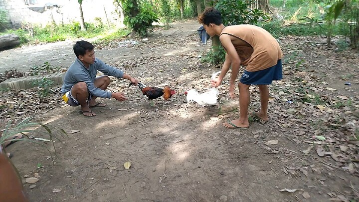 malupet na may sampaga. sinibalang🐔