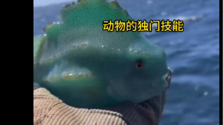 สนุกสุดๆ! รวมท่าไม้ตายเด็ดของเหล่าสัตว์ทะเล