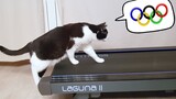 [Satwa] Dalam Waktu 7 Hari, Kucing Menaklukkan Treadmill