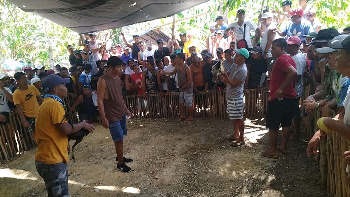 Aling buyogin win olit sariling palaki kuba