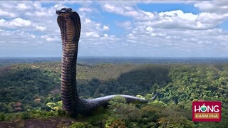 Điều khủng khiếp xảy ra khi Quái Vật Titanoboa hồi sinh| Hóng Khám Phá