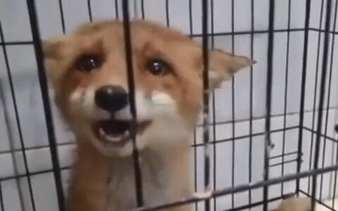 The little fox, weeping as if kissed by rain, tugs at your heart.
