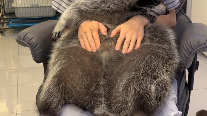 #الدببة الصغيرة #مضحك كلماتي ليست محدودة بالشكل، ولا تتبع نظام القافية