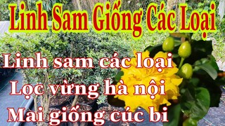 Linh sam giống cách loại | 0979217639 Tuyền | mai giống cúc bi 550k báo ship và linh sam giống