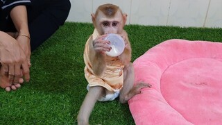 So Cute Sono Wear Mini Towel Drinking Milk