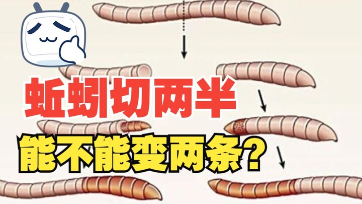 If you cut an earthworm in half, will it turn into two worms? This world has no such thing: the most