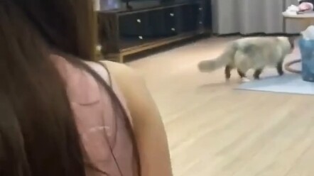 الصغير با تساي هنا مرة أخرى