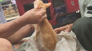 Saat Pembeli Diminta Mengambil Sendiri Anak Kucing