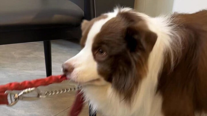 Is this little dog smart or not, after all?