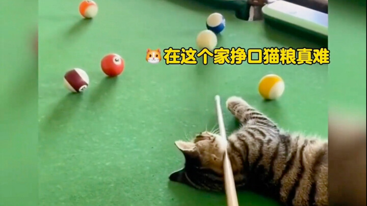 Mèo ơi, tớ đang đi làm đây.