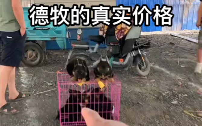 Dẫn các bạn tìm hiểu giá cả