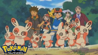 Pokémon AG Tập 333: Bầy Patcheel! Tìm kiếm hạnh phúc bên kia ngọn núi!? (Thuyết Minh)