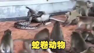 سمعت أنه بمجرد أن يتم لفّك بواسطة ثعبان، يكون من الصعب جدًا الهروب!