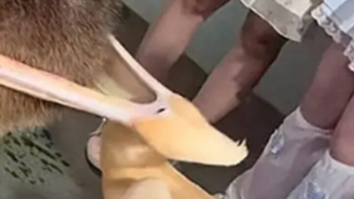 Recent Amazing Events in the Animal Kingdom