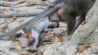 Oh My Goodness, Baby Anissa Prolapse On Ground, Monkey Anna Less Care Baby Doesn't Want Baby Hug