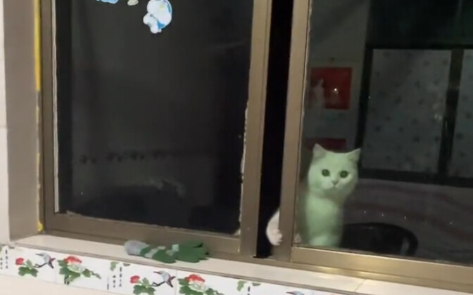 “Buka pintunya, Ma! Aku baru pulang dari main di alam!”