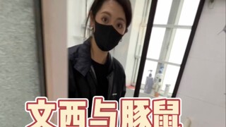 今天在广州塔下捉了只豚鼠回去给文西喂饭吃。