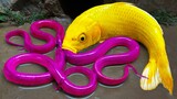 Perangkap Ikan Lele Stop motion Asmr Menangkap ikan koi hias Menemukan Mainan mas koi eat eels Hewan