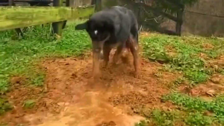 Who could possibly resist a “repairing dog” that knows how to fix ditches?