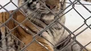 It's confirmed that the Siberian tiger is also a cat