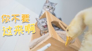 When ducks eat catnip, do cats become even more scared?