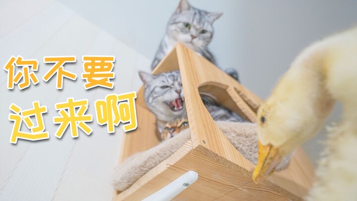 当鸭子吃了猫薄荷后，猫更怕了？